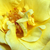 Žlutá - Parkové růže - Skóciai Szent Margit